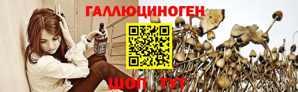 Псилоцибиновые грибы прущие грибы  Галлюциногенные грибы мицелий  Кинель  Вход с VPN 